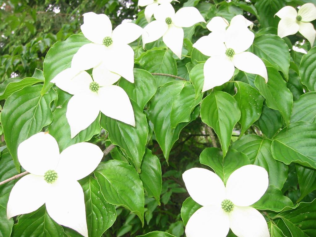 Anise Garden Otel Hakuba Dış mekan fotoğraf