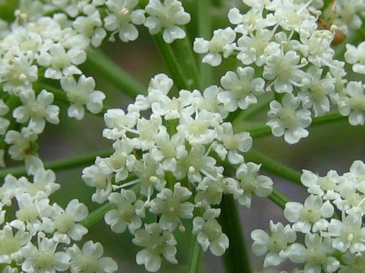 Anise Garden Otel Hakuba Dış mekan fotoğraf